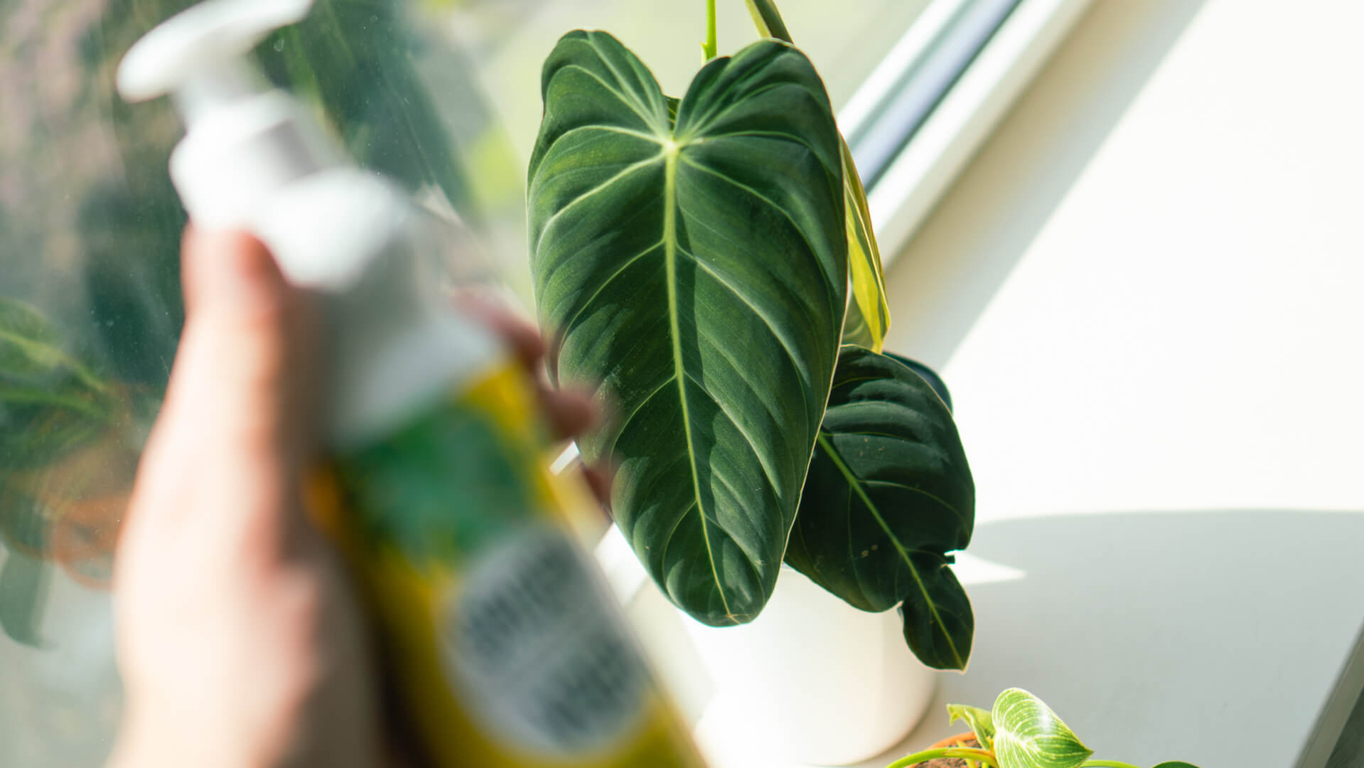philodendron philodendron