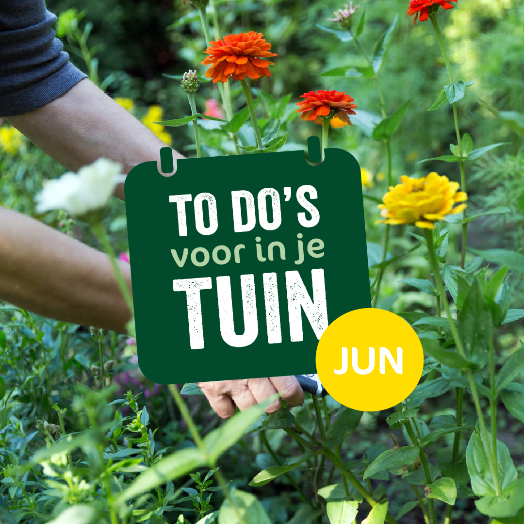 Checklist juni groot Checklist juni groot