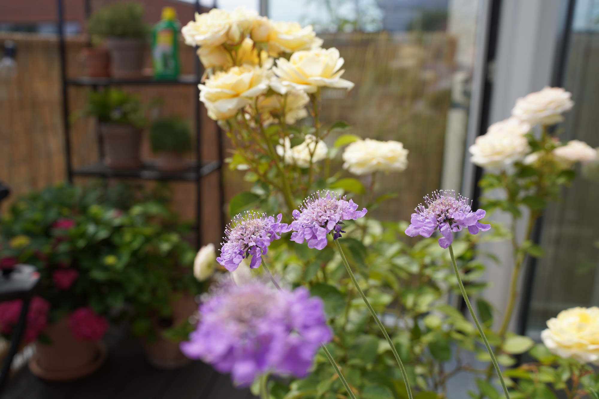 Blomster symbolik Blomster symbolik