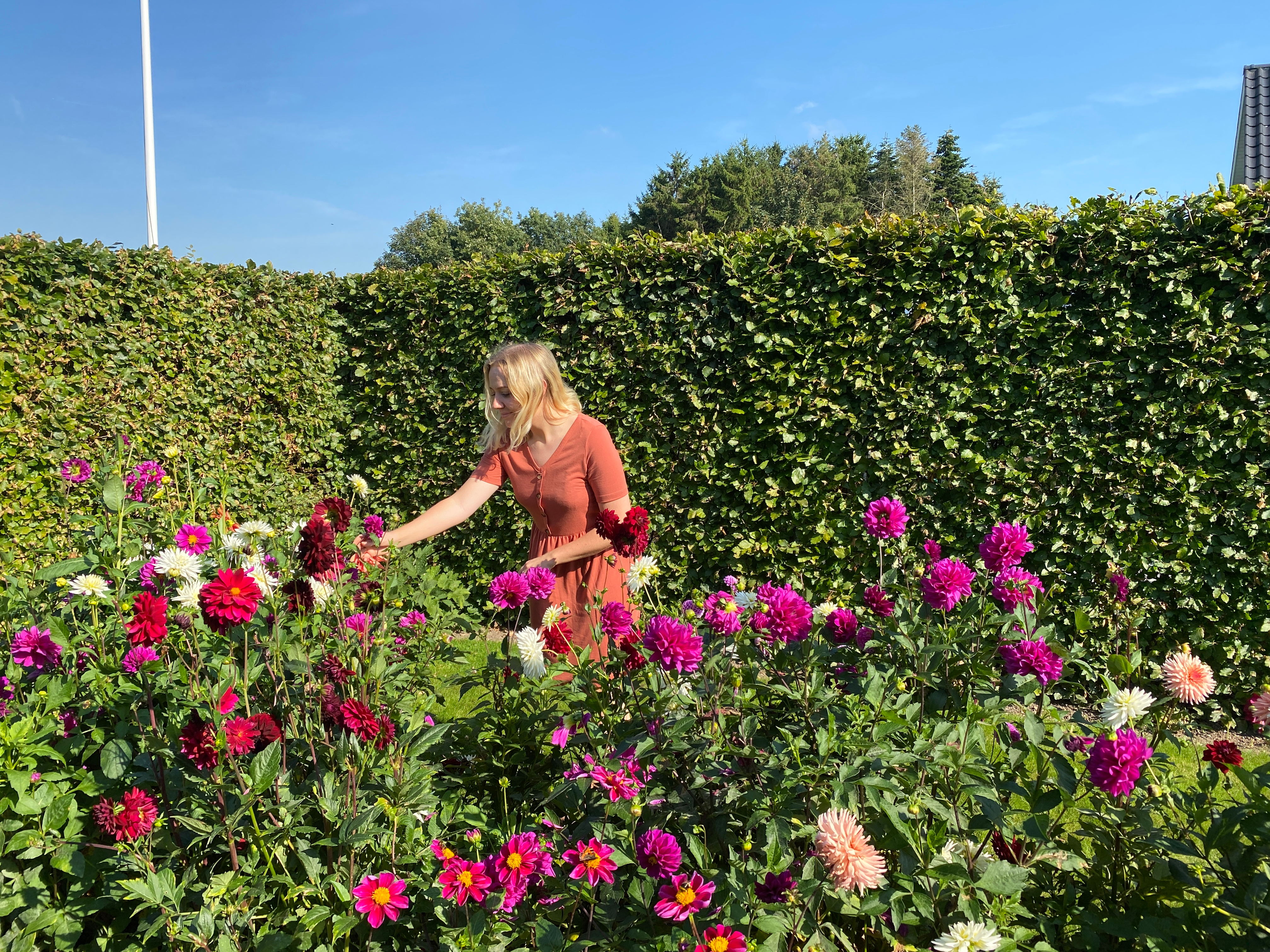 Tips til blomster Tips til blomster