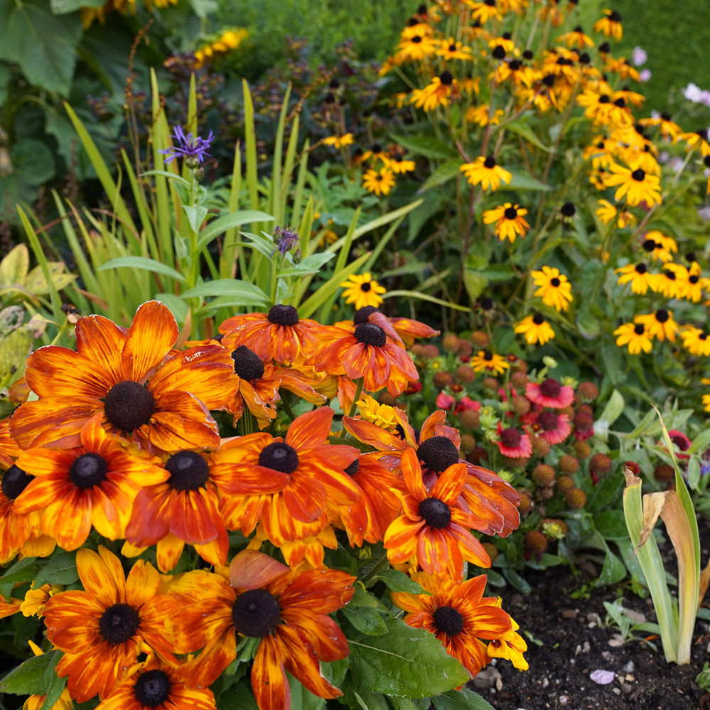 anlæg af blomsterbed anlæg af blomsterbed