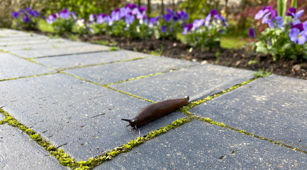 beskyt dine blomster med ferramol beskyt dine blomster med ferramol