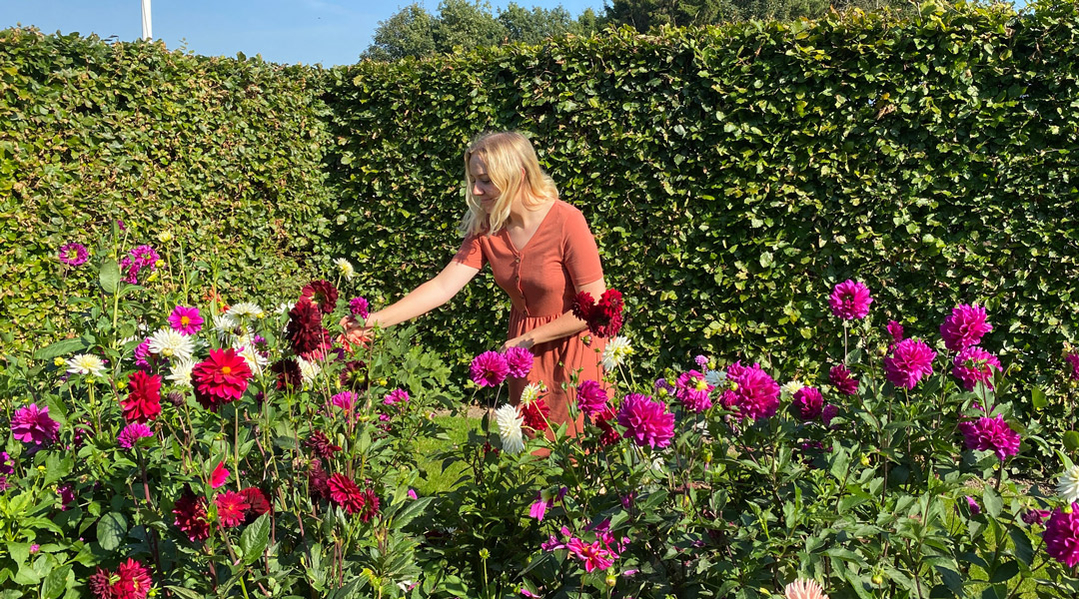 Få 6 gode råd til dit blomsterbed