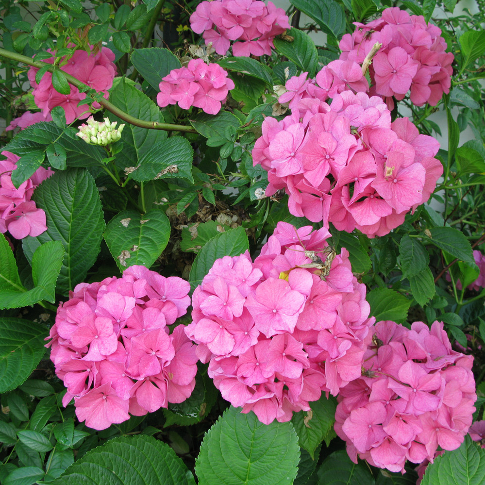 blomsterbed-i-haven blomsterbed-i-haven
