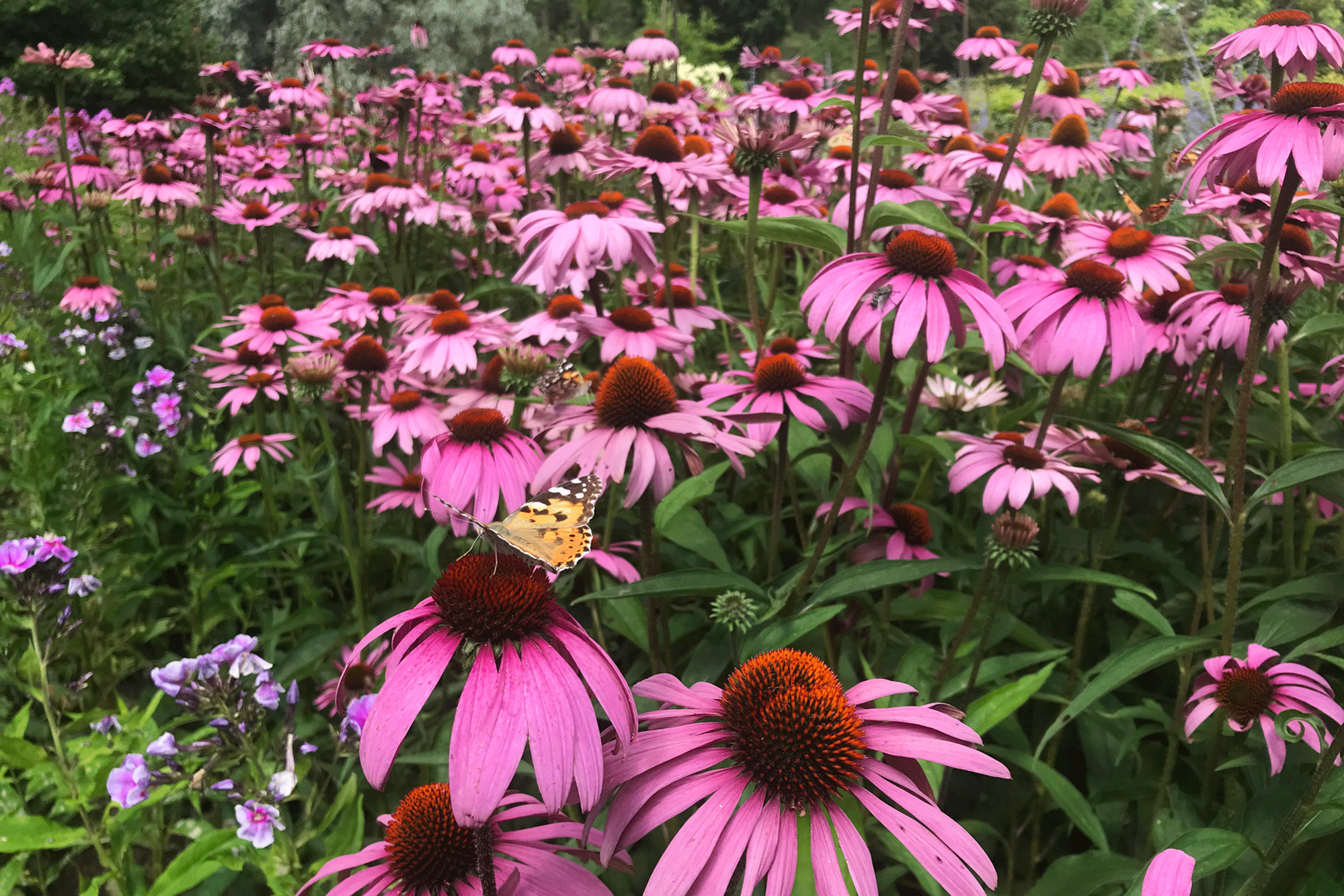 den vilde have med insekter den vilde have med insekter