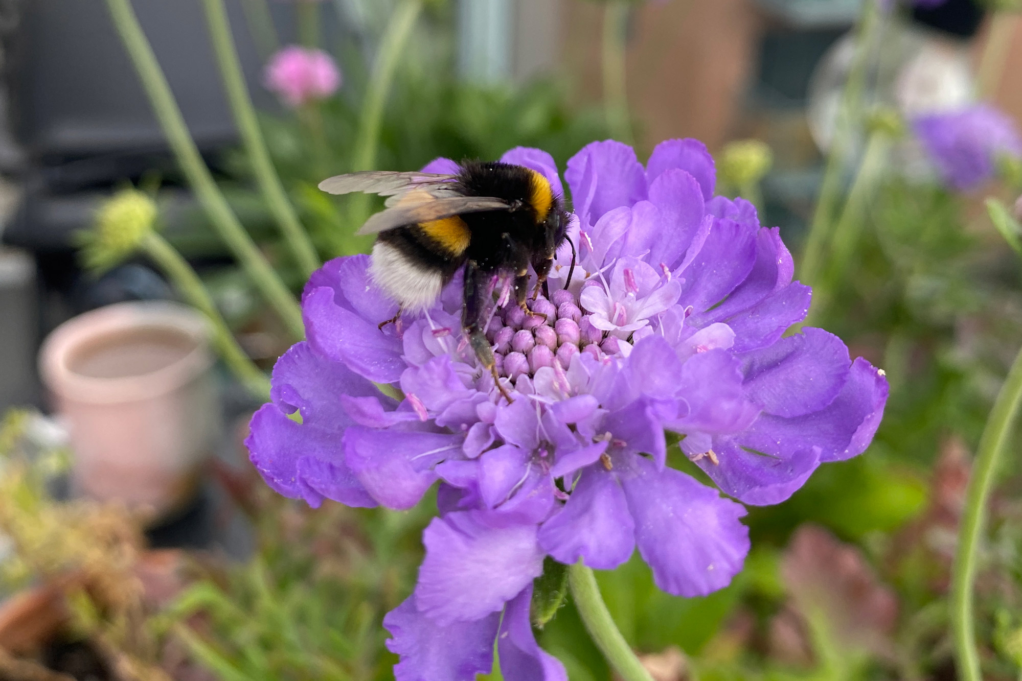 Få flere insekter i haven Få flere insekter i haven