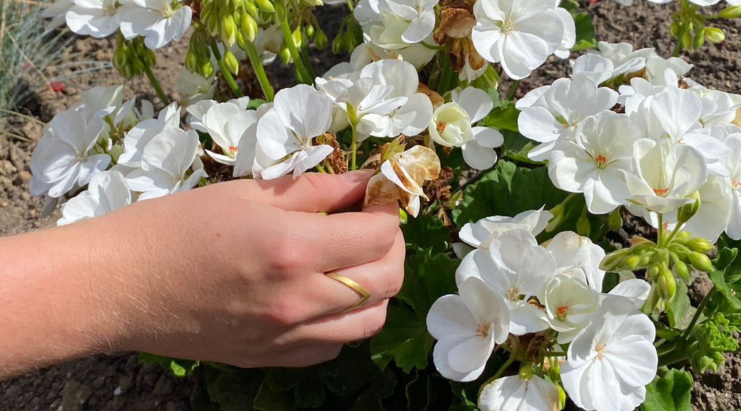 fjern-visne-blomster-og-forlæng-blomstringen fjern-visne-blomster-og-forlæng-blomstringen