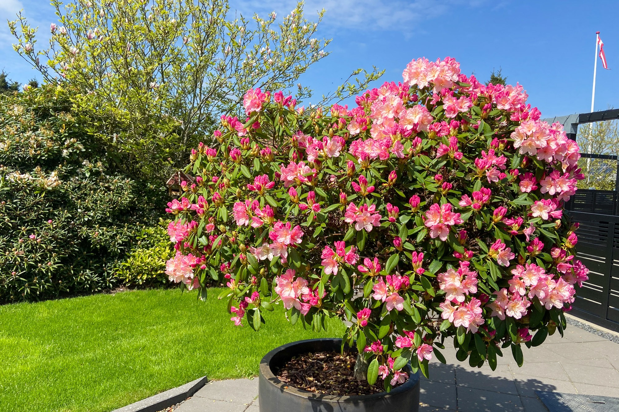gødning til rhododendron og hortensia