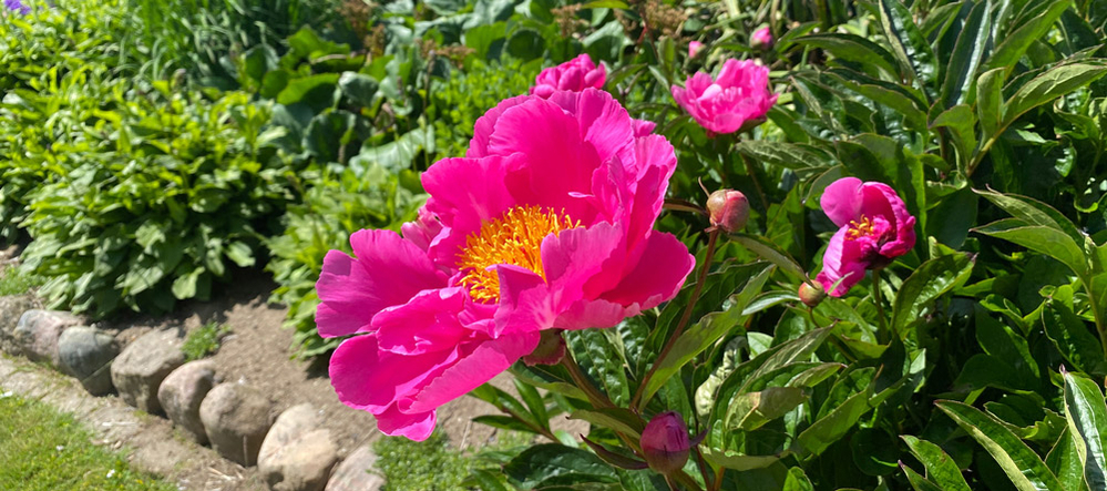 gødning til blomster gødning til blomster