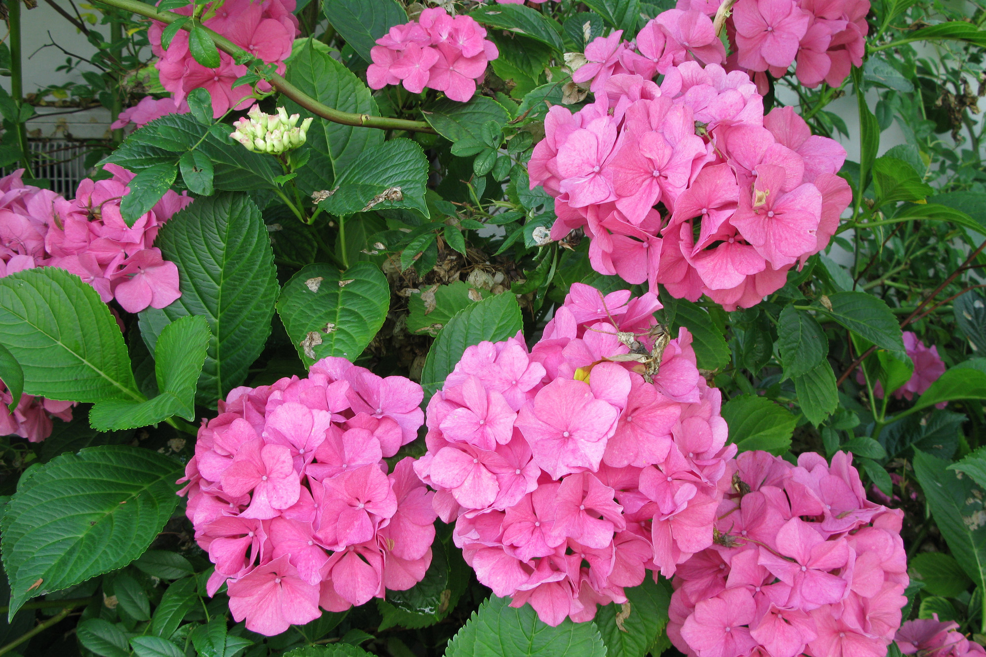 hvilken-jord-er-bedst-til-blomsterbed hvilken-jord-er-bedst-til-blomsterbed