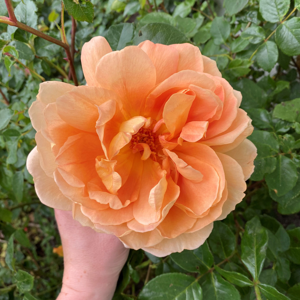 hvordan anlægger jeg et blomsterbed hvordan anlægger jeg et blomsterbed