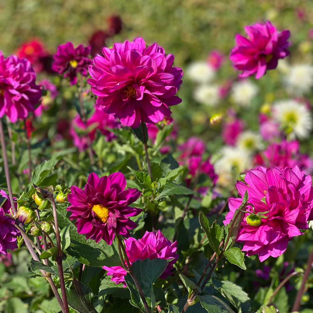 nyt blomsterbed nyt blomsterbed