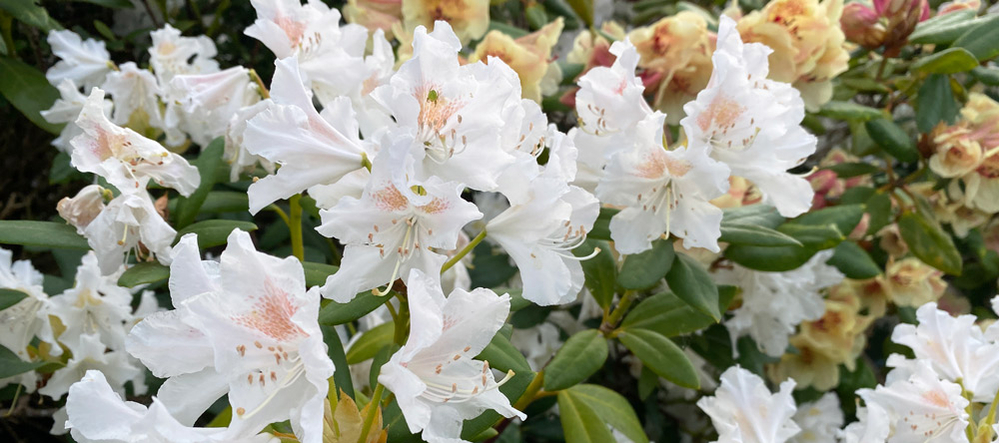 pasning af rhododendron pasning af rhododendron