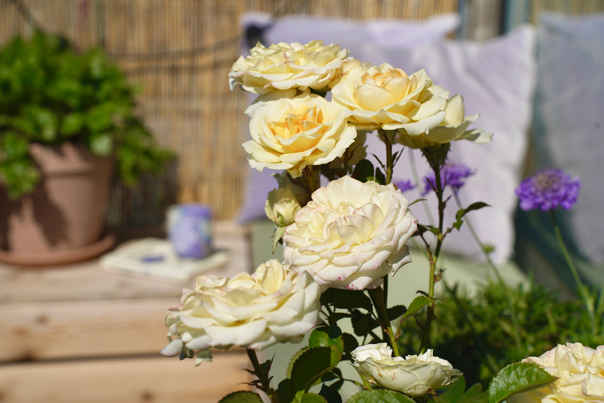 pleje af blomster pleje af blomster
