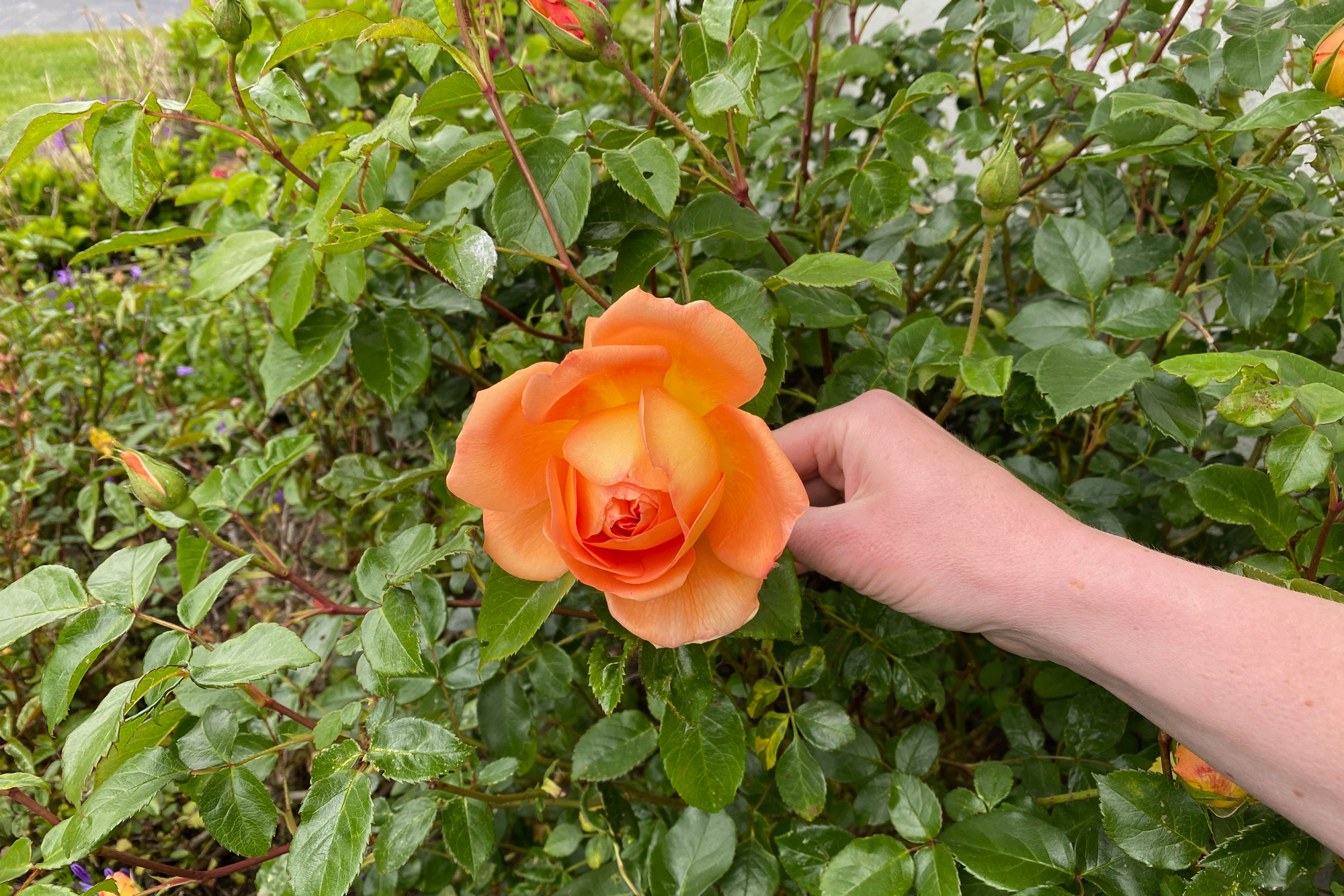 tips til smukke roser