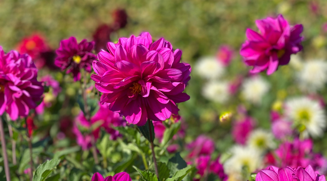 tjek dine blomster for skadedyr tjek dine blomster for skadedyr