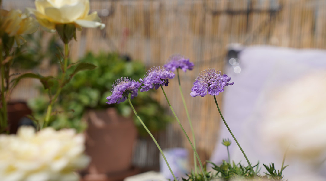 Dyrk din blomsterglæde Dyrk din blomsterglæde