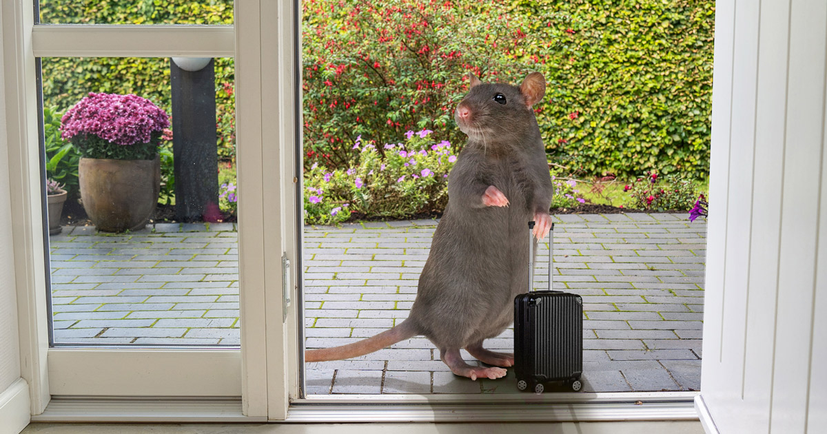 få 6 gode råd mod mus og rotter