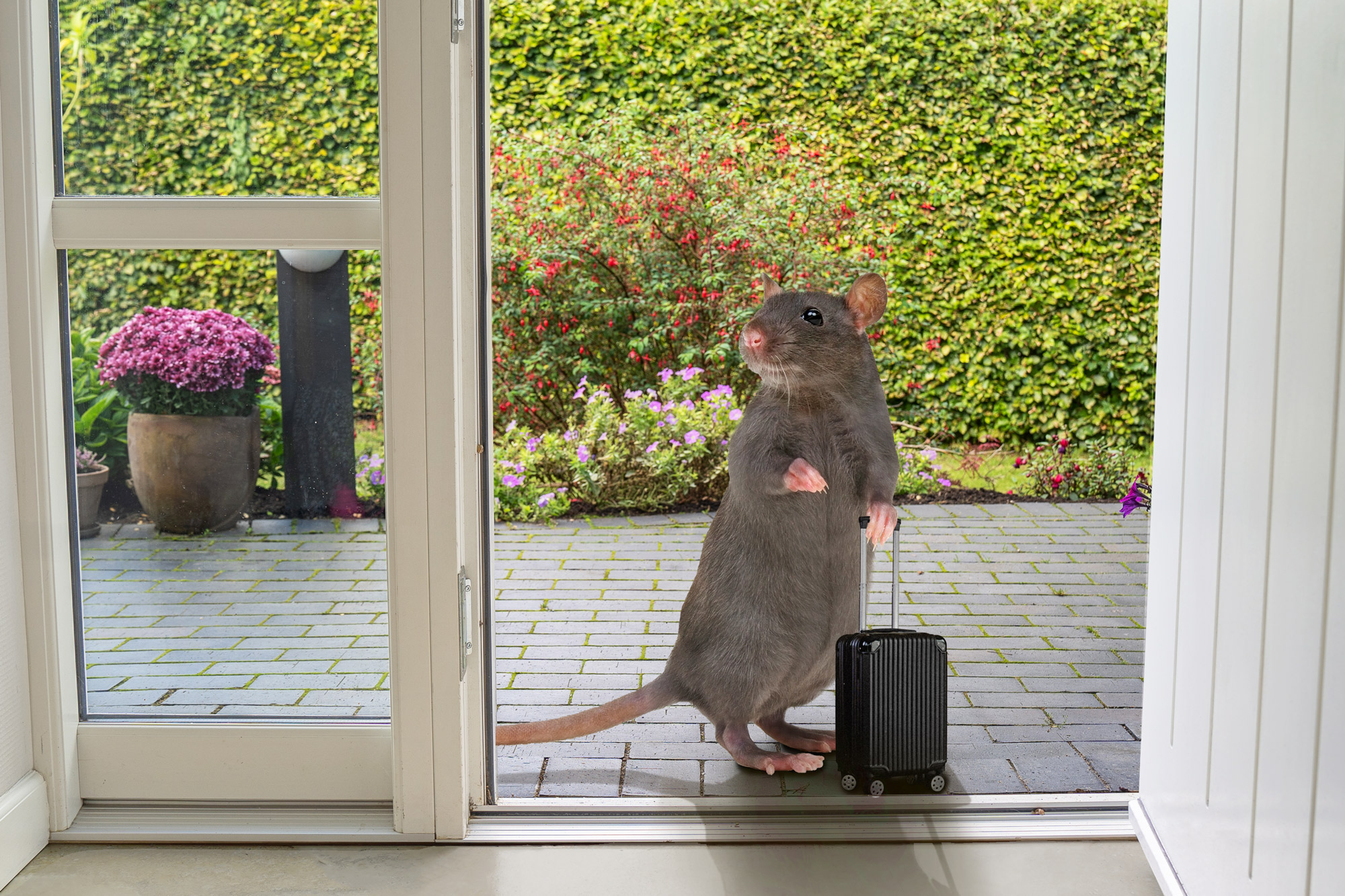 få 6 gode råd mod mus og rotter