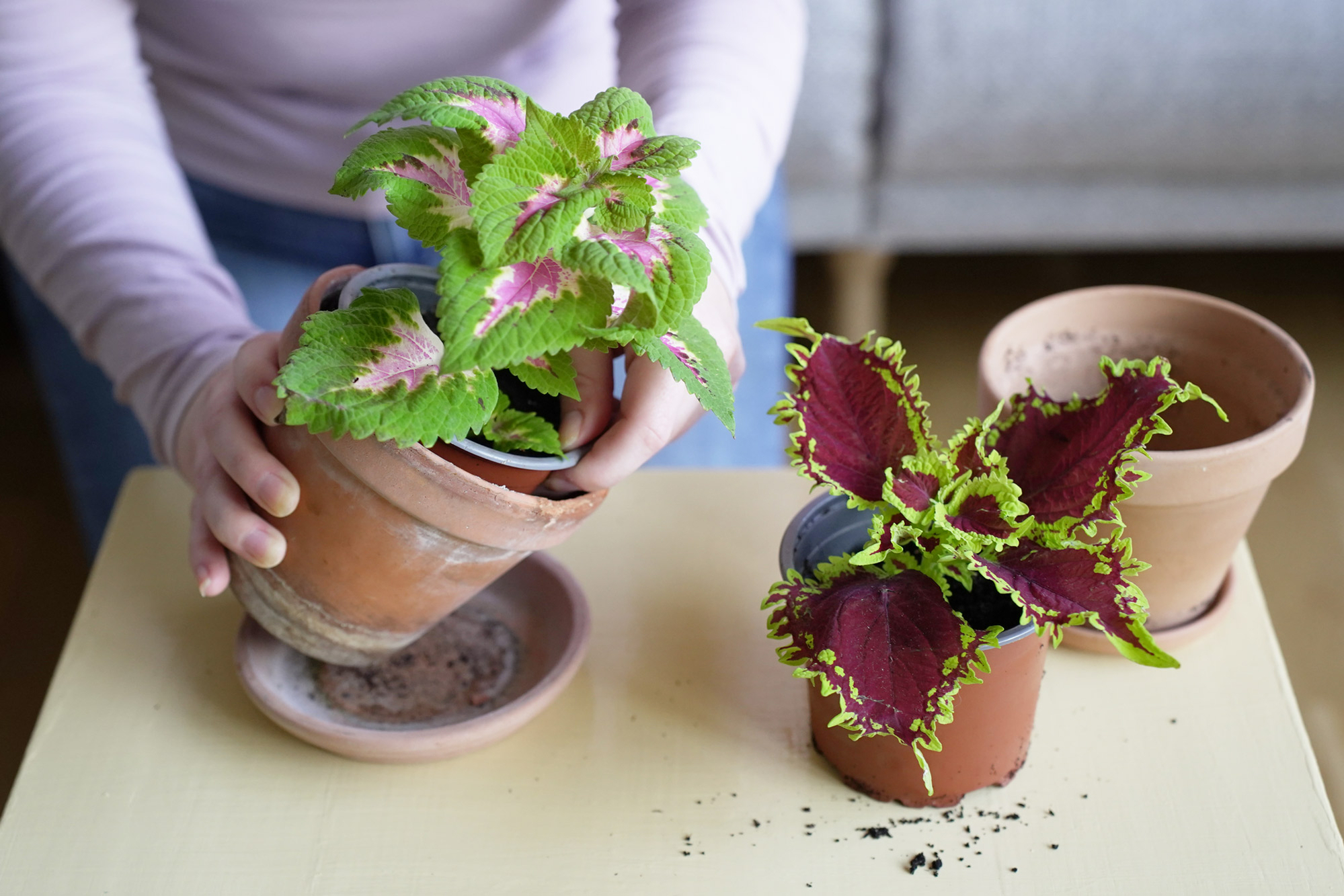 omplant stueplanter