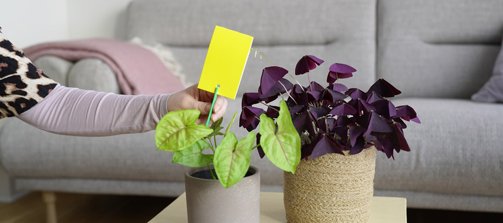 skadedyr i stueplanter skadedyr i stueplanter