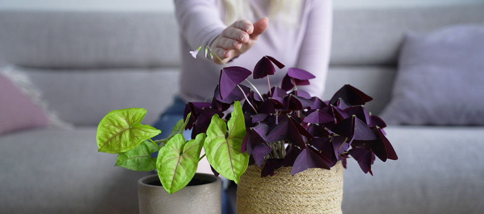 små fluer i stueplanter små fluer i stueplanter