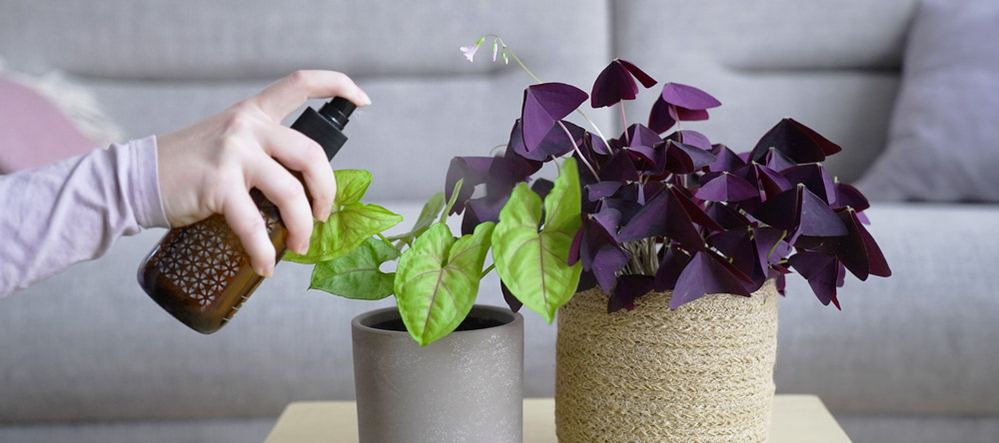 støv på blade grønne stueplanter støv på blade grønne stueplanter