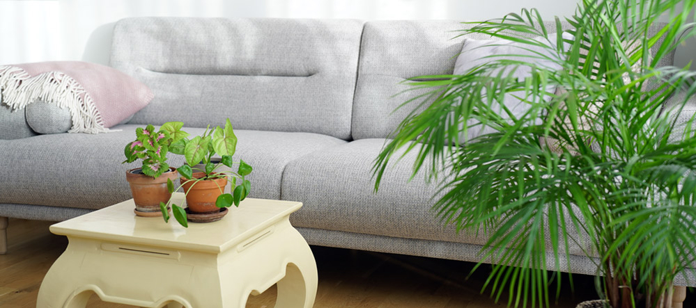 tips til grønne planter