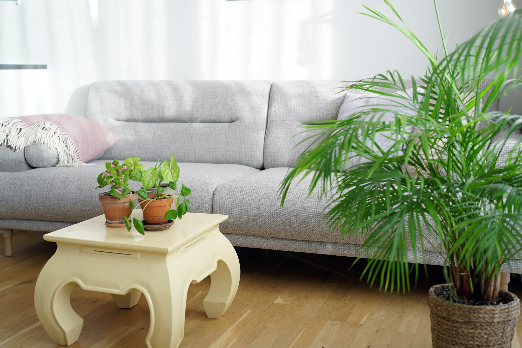 tips til grønne planter tips til grønne planter