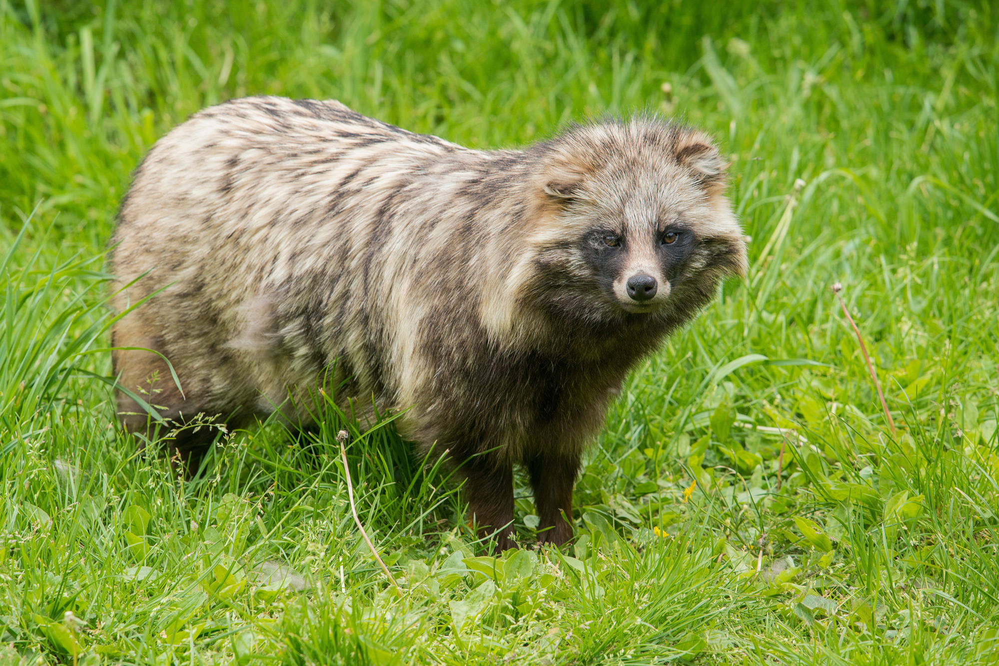 Mårhund Mårhund