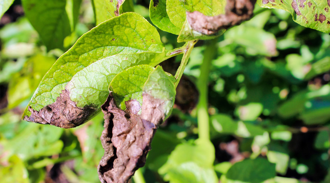 Kartoffelskimmel er plantesygdom i kartoffelplanter Kartoffelskimmel er plantesygdom i kartoffelplanter
