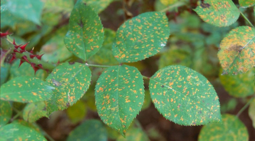 Sygdom i planter rust Sygdom i planter rust