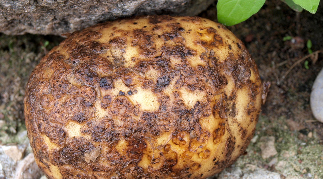 kartoffelskurv er en plantesygdom kartoffelskurv er en plantesygdom
