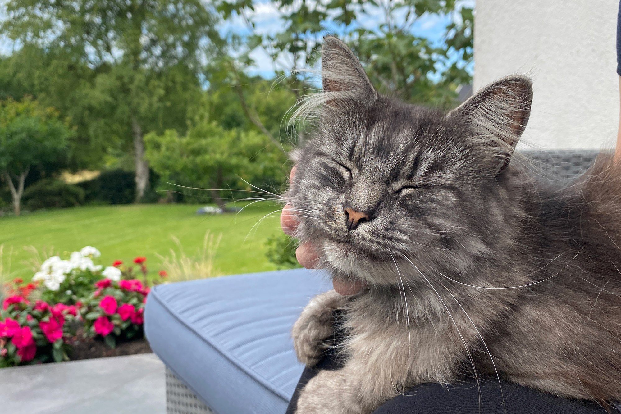 katte som kæledyr katte som kæledyr