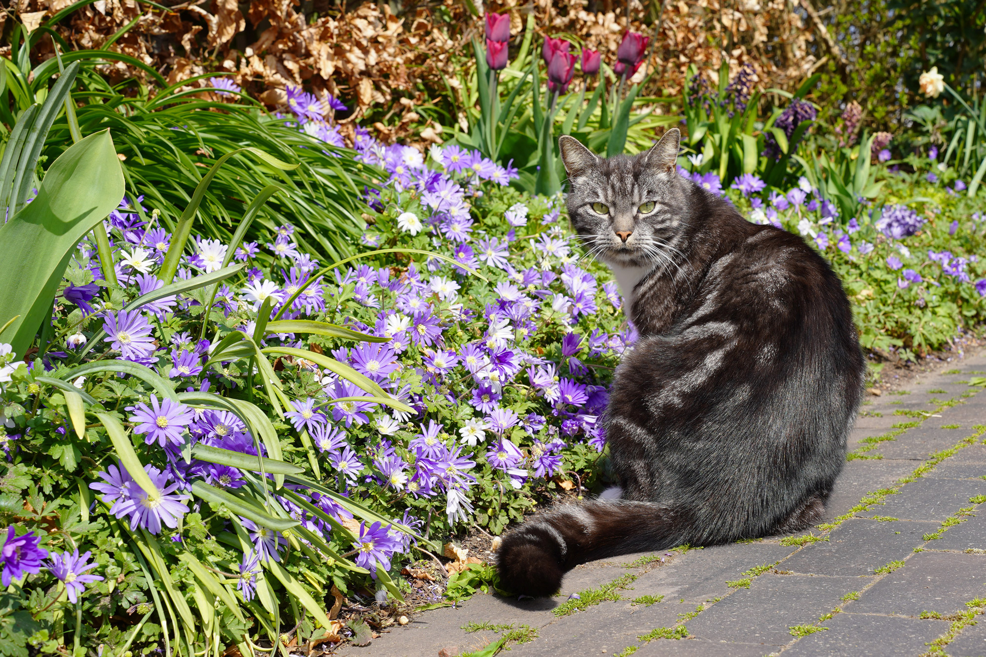 kattens kendetegn kattens kendetegn