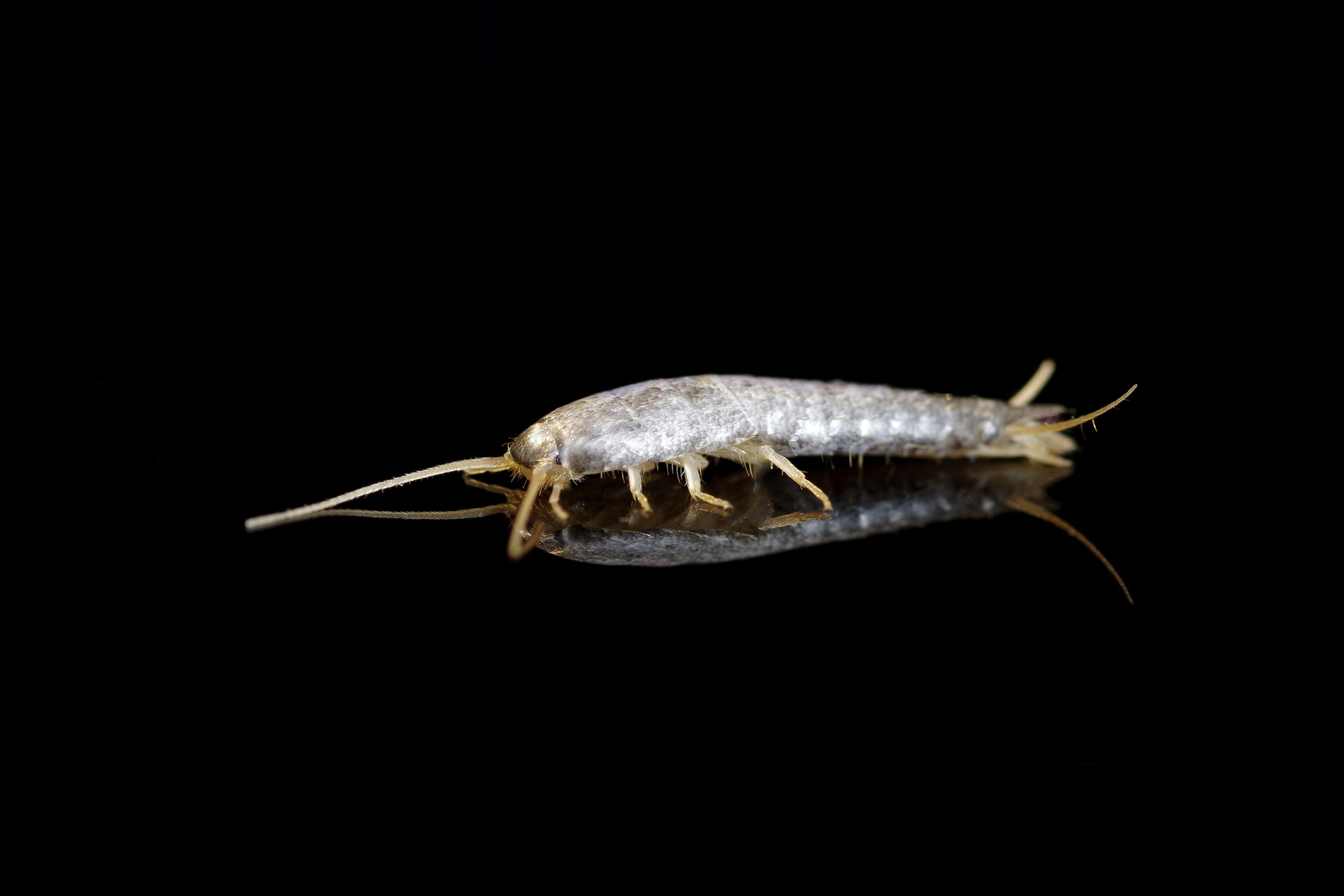 sølvfisk sølvfisk