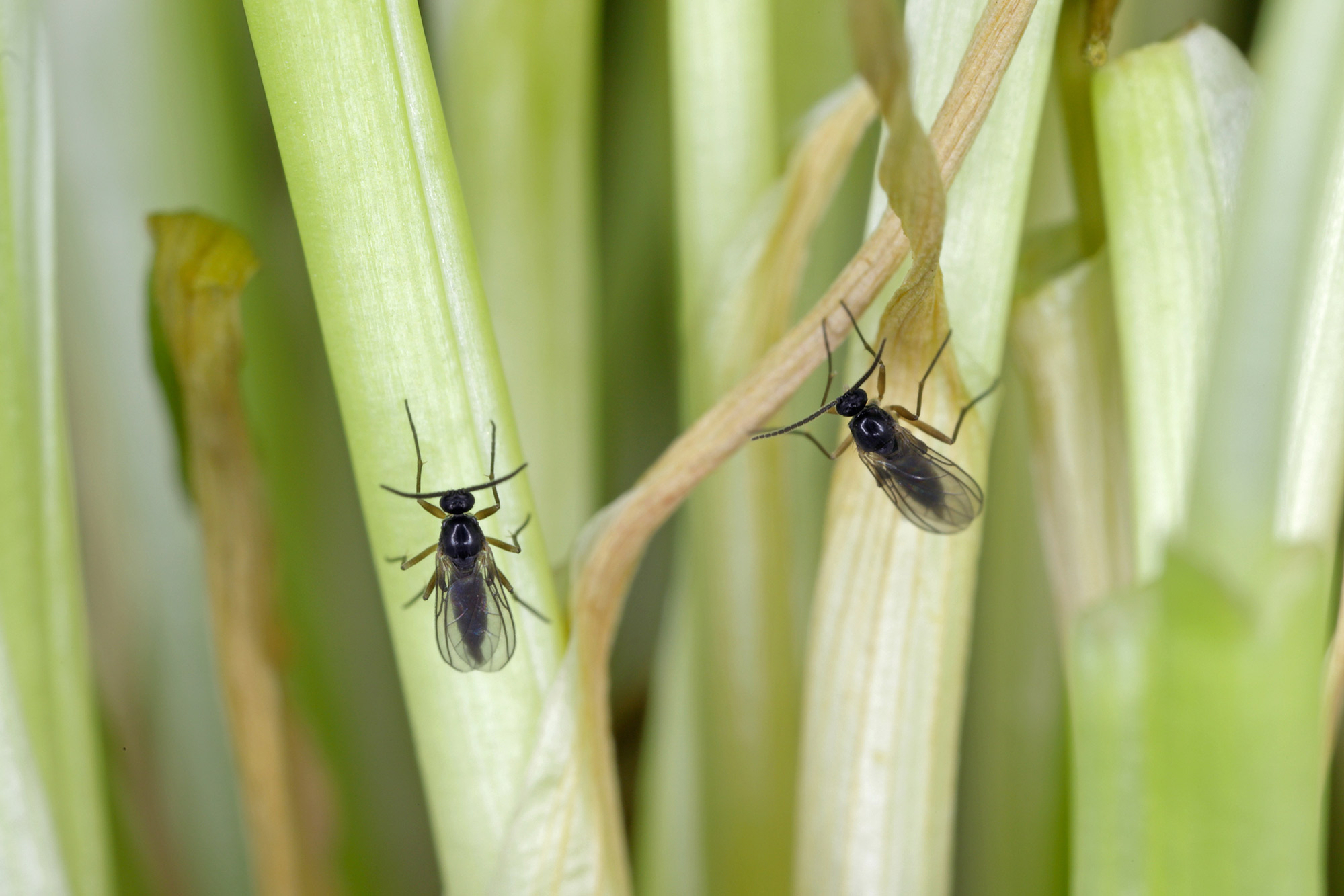 sørgemyg fungus gnats sørgemyg fungus gnats