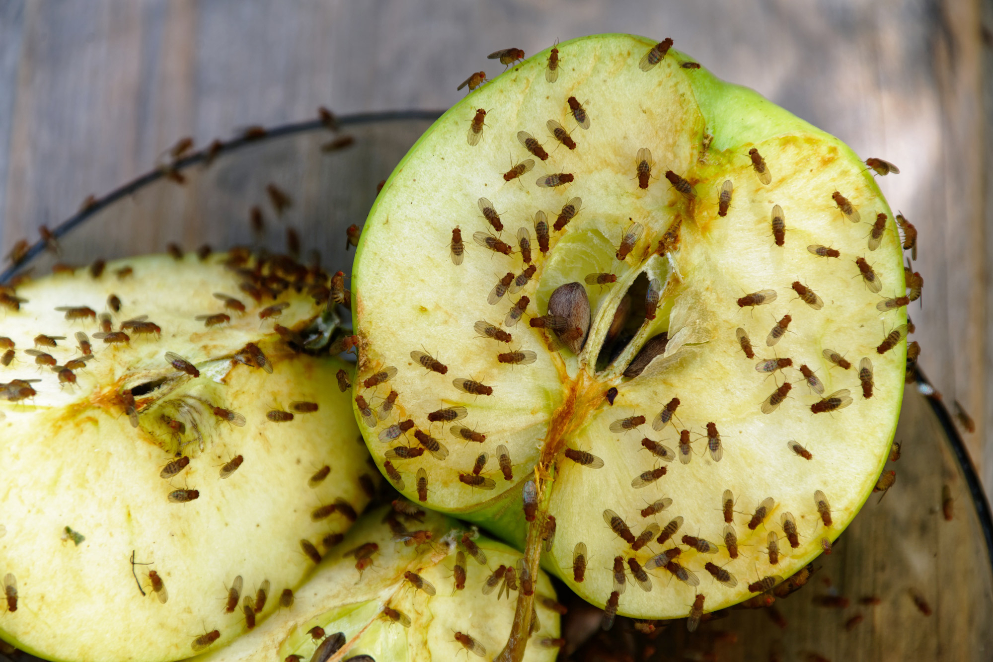 små fluer i køkkenet er bananfluer små fluer i køkkenet er bananfluer