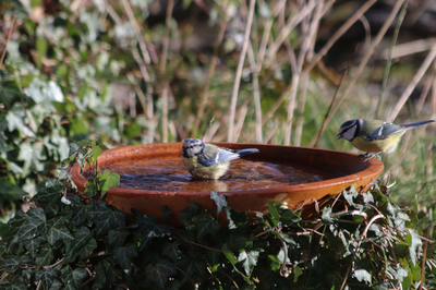 krijg meer vogels in de tuin met water