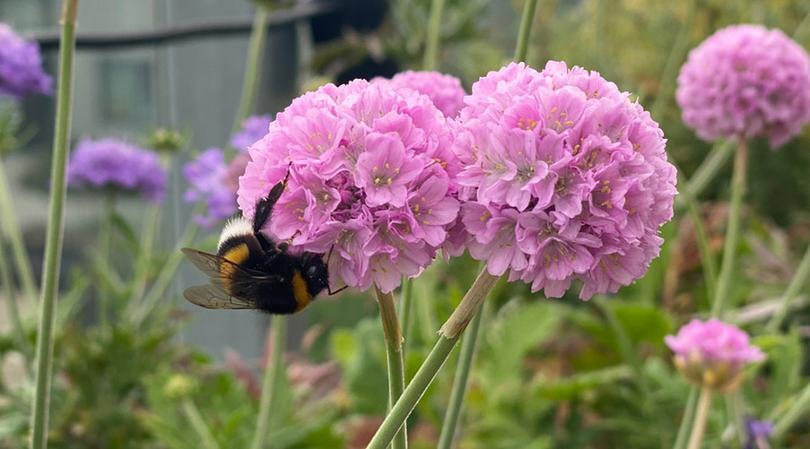 få flere insekter i haven få flere insekter i haven