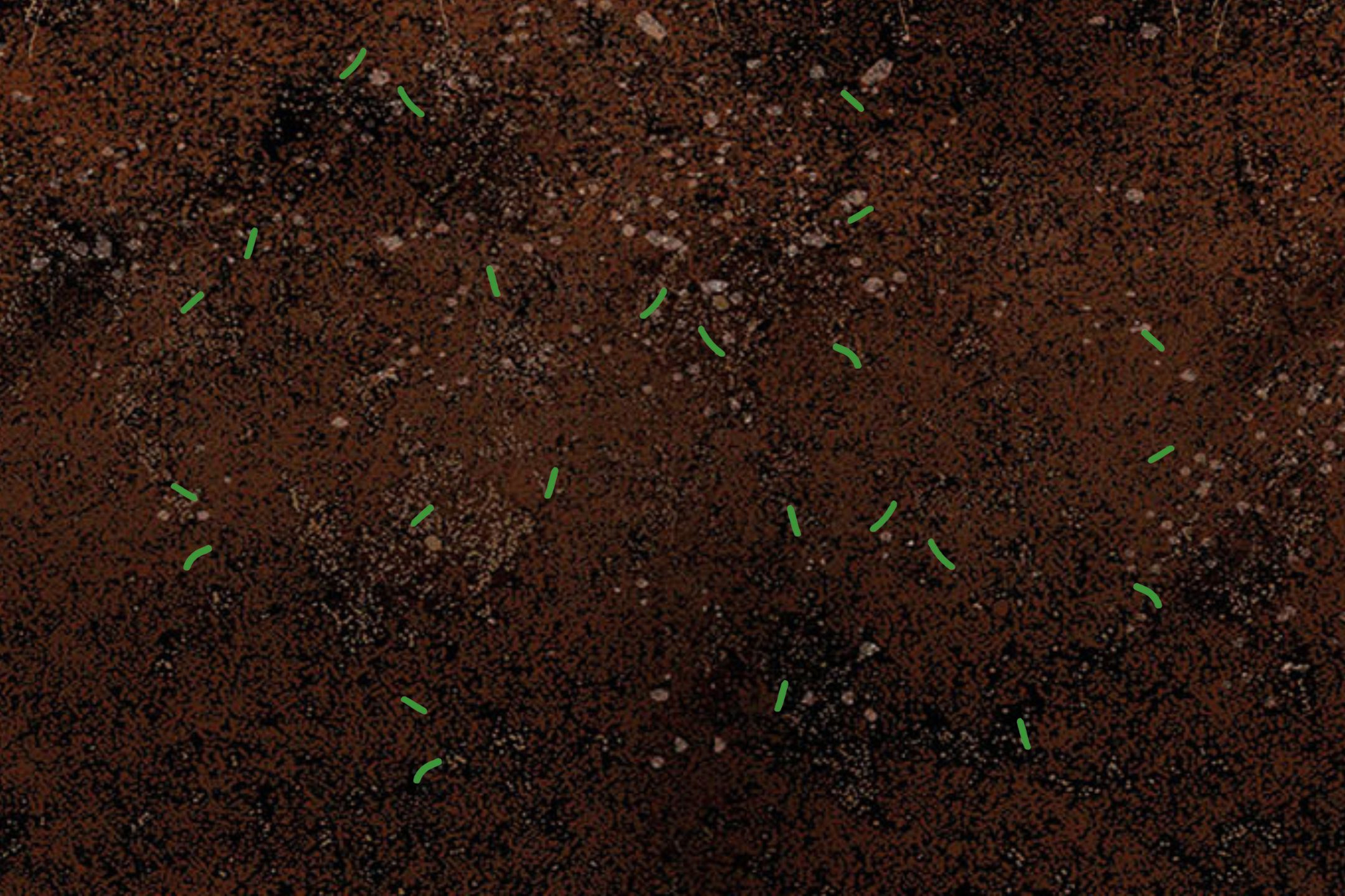bacteria_soil bacteria_soil