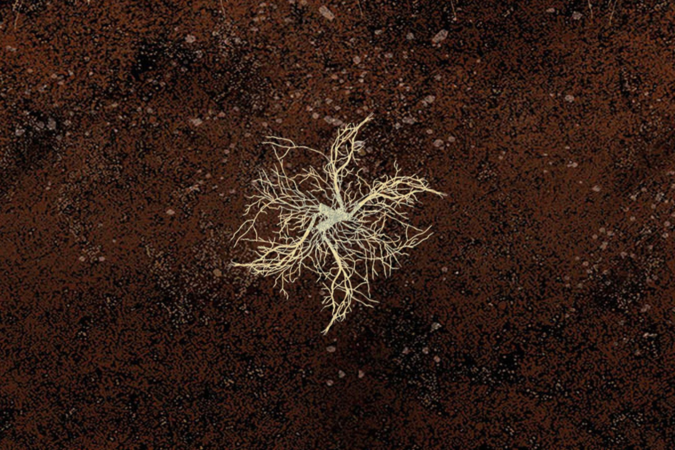 funghi_soil funghi_soil