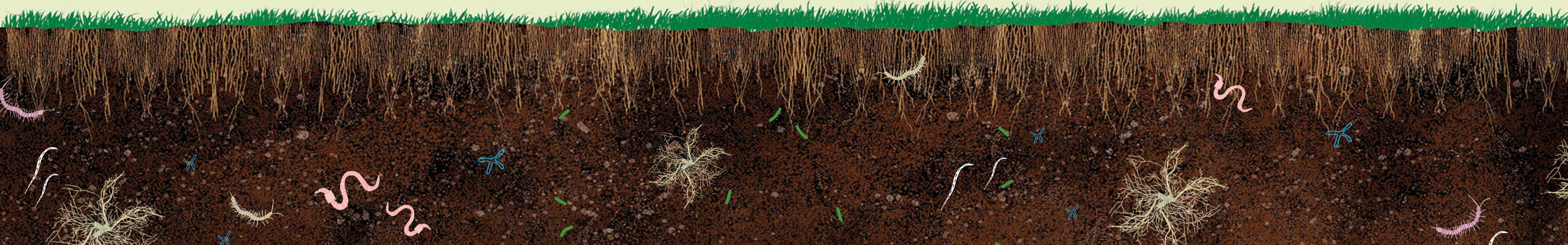 healthy-soil healthy-soil