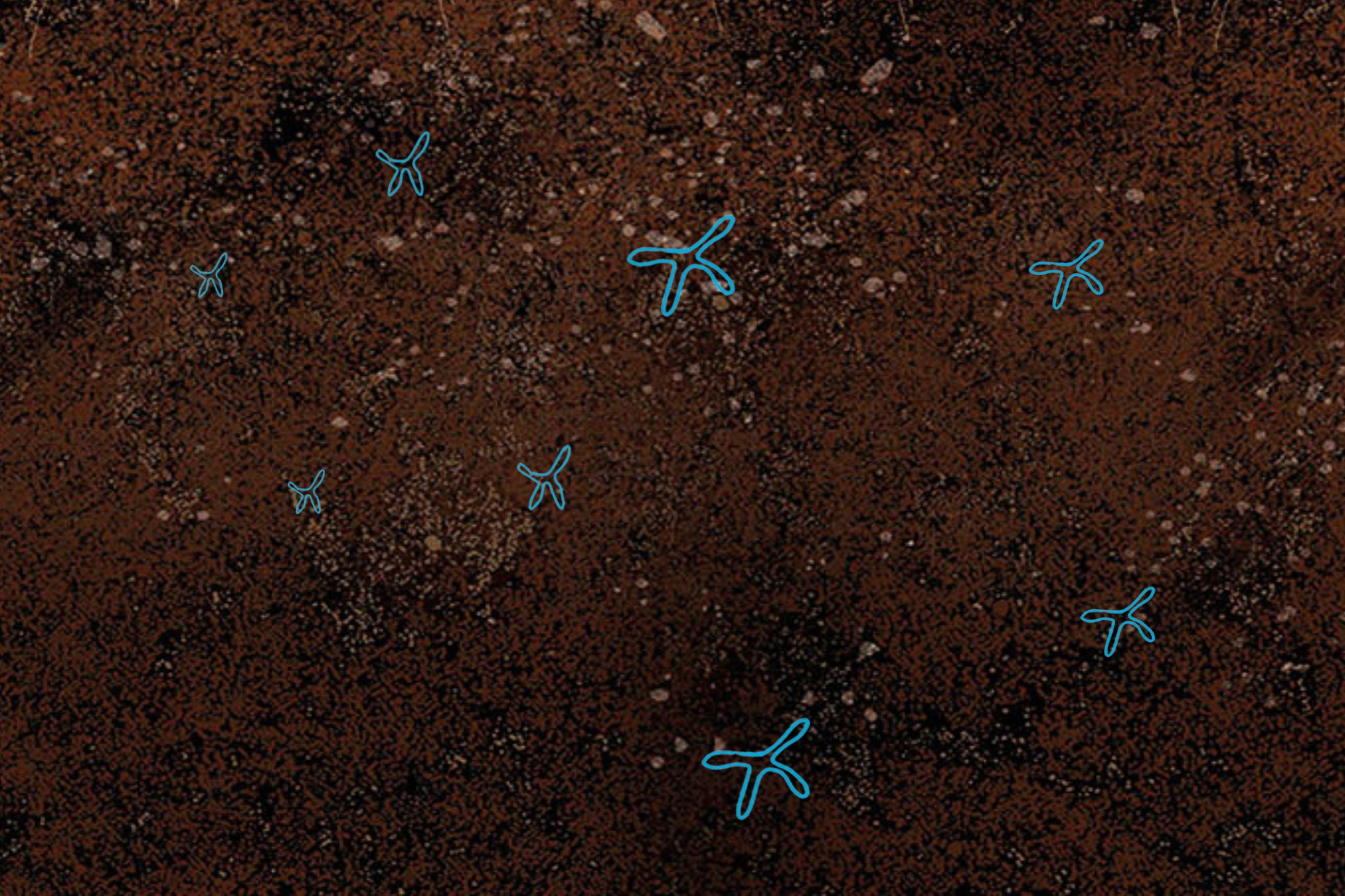 protozoa_soil protozoa_soil
