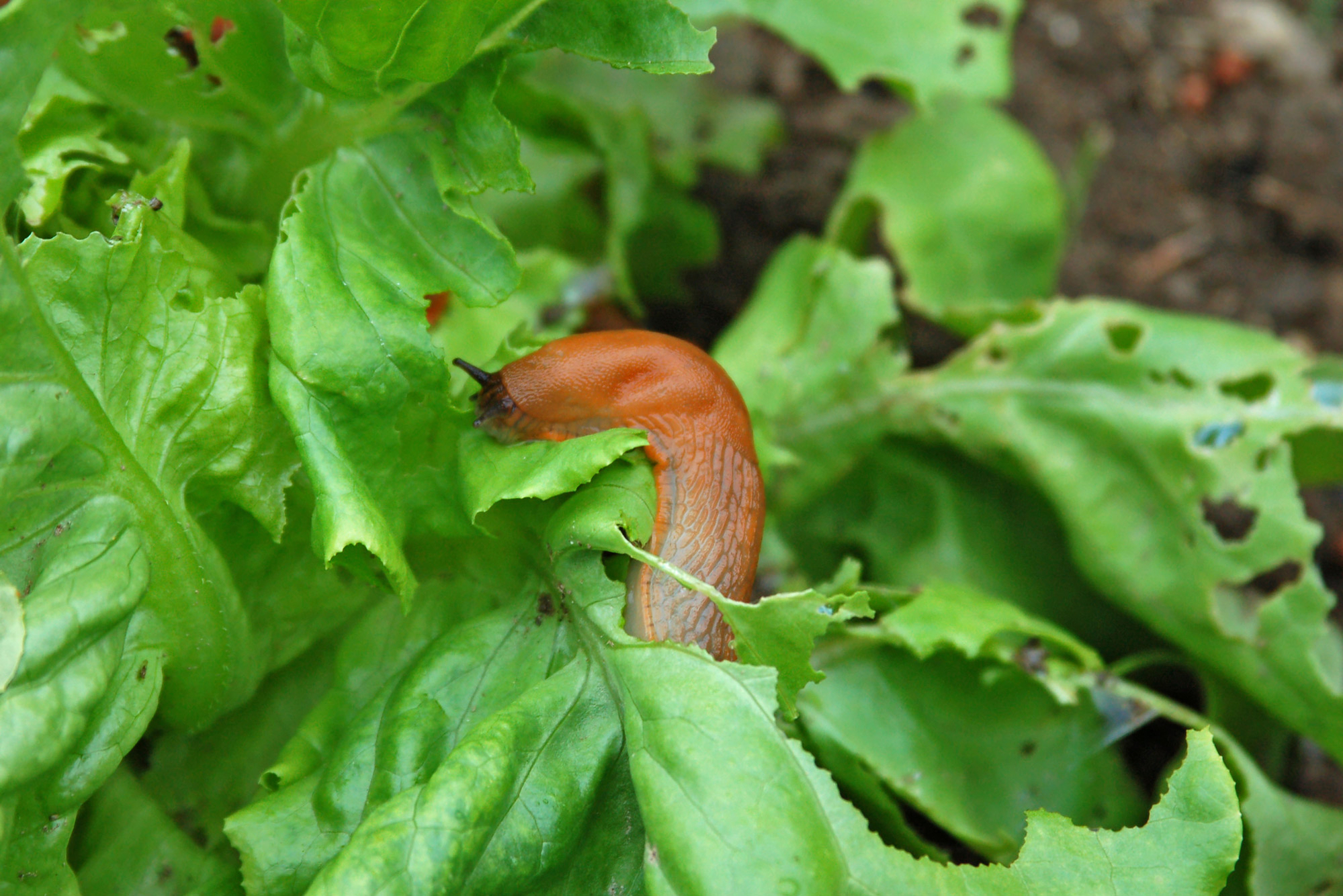 nematoder-mod-dræbersnegle nematoder-mod-dræbersnegle