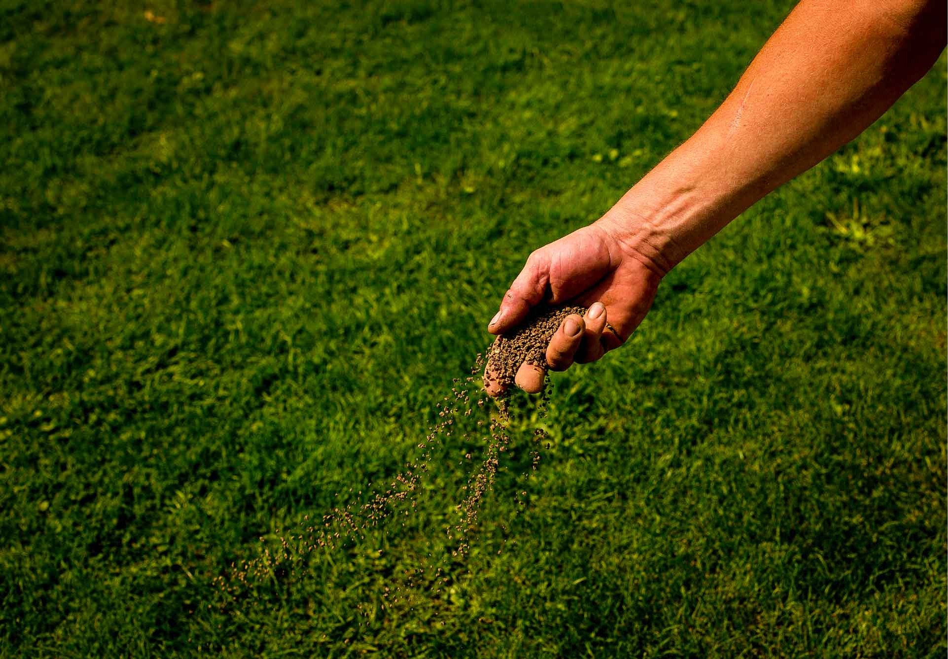 Fertilize_lawn-1 Fertilize_lawn-1