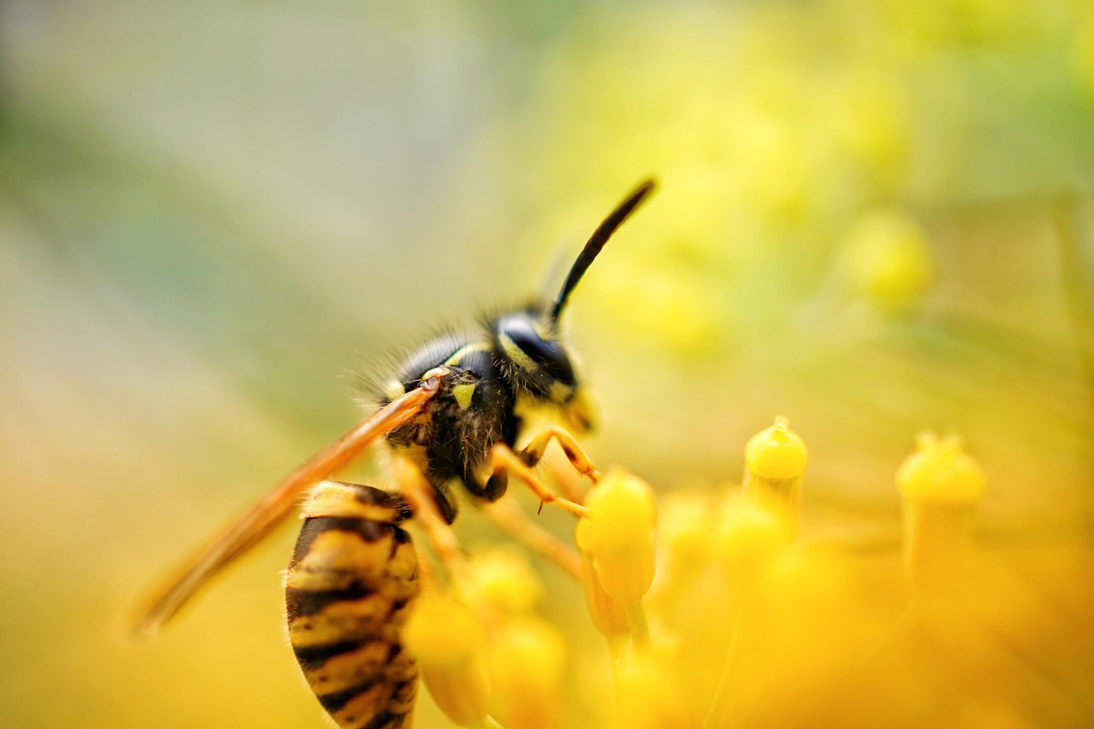 a-close-up-of-a-wasp-on-a-yellow-flower-with-a-sof-1080px a-close-up-of-a-wasp-on-a-yellow-flower-with-a-sof-1080px