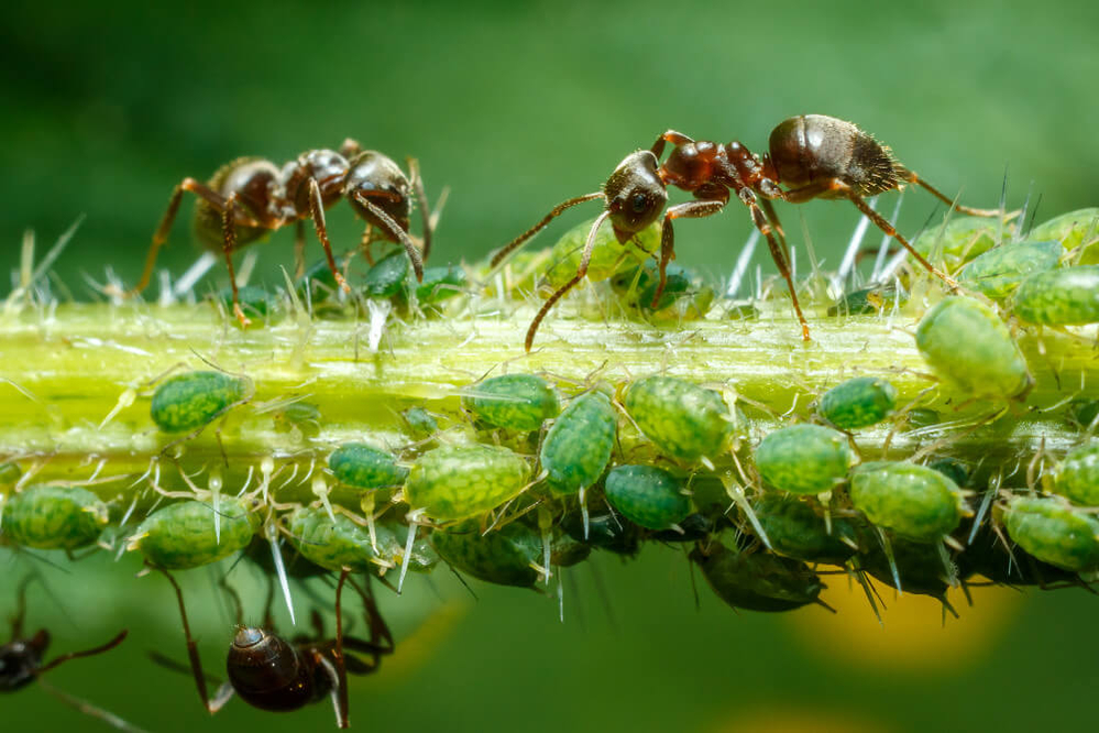 ants-and-aphids-on-stem-1000px ants-and-aphids-on-stem-1000px