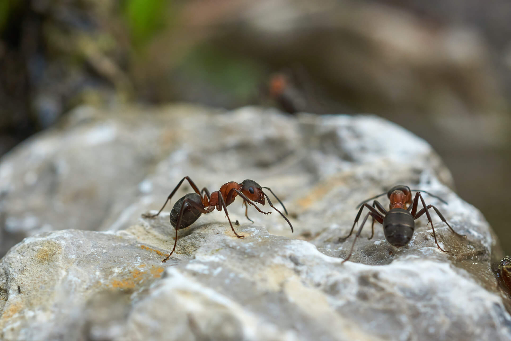 ants-on-stone-1080px ants-on-stone-1080px