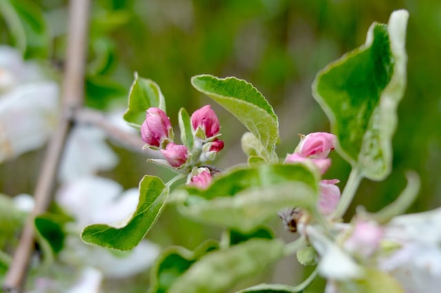 Houd je planten mooi en gezond Houd je planten mooi en gezond